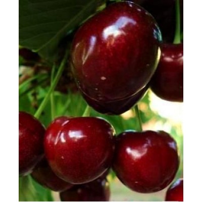 Саженец черешни Самба Саженец черешни Самба