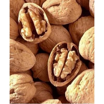 Саженец грецкого ореха "Hartley" Саженец грецкого ореха "Hartley"