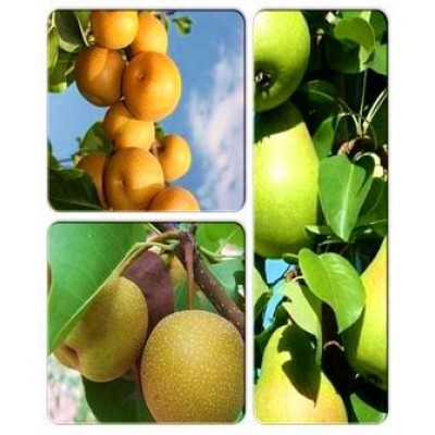 Груша колоновидная > коллекция из 3-х сортов: Груша колоновидная Косуи => Груша колоновидная Нежность => Груша колоновидная Хосуи Груша колоновидная > коллекция из 3-х сортов: Груша колоновидная Косуи => Груша колоновидная Нежность => Груша колоновидная Хосуи