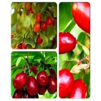 Кизил > коллекция из 3-х сортов: Кизил Йолико => Кизил Коралловый розовый => Кизил Семен Кизил > коллекция из 3-х сортов: Кизил Йолико => Кизил Коралловый розовый => Кизил Семен