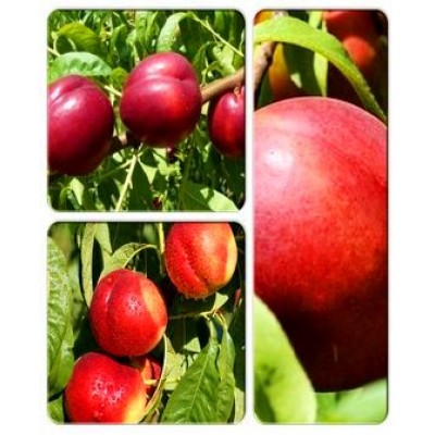 Нектарин > коллекция из 3-х сортов: Нектарин Ред Голд => Нектарин Рубиновый => Нектарин Сан Глоу Нектарин > коллекция из 3-х сортов: Нектарин Ред Голд => Нектарин Рубиновый => Нектарин Сан Глоу