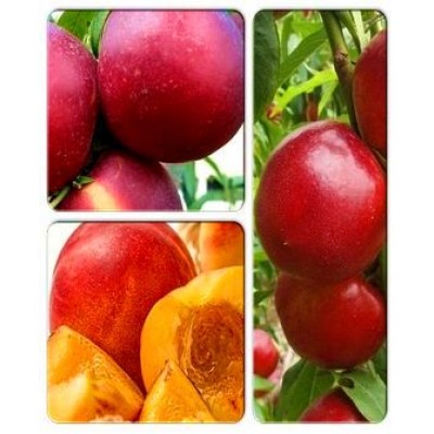 Нектарин > коллекция из 3-х сортов: Нектарин Ванг-8 => Нектарин Леди Эрика => Нектарин Ред Голд Нектарин > коллекция из 3-х сортов: Нектарин Ванг-8 => Нектарин Леди Эрика => Нектарин Ред Голд