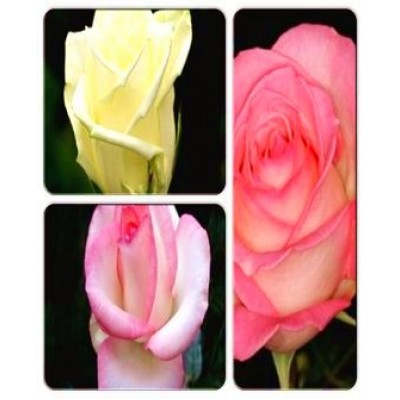 Роза > коллекция из 3-х сортов: Роза Белла Вита => Роза Аваланж => Роза Россини Роза > коллекция из 3-х сортов: Роза Белла Вита => Роза Аваланж => Роза Россини