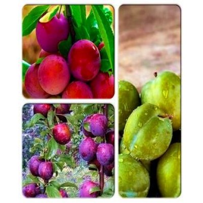 Слива > коллекция из 3-х сортов: Слива Никитская => Алыча Кубанская Комета => Алыча Машенька Слива > коллекция из 3-х сортов: Слива Никитская => Алыча Кубанская Комета => Алыча Машенька