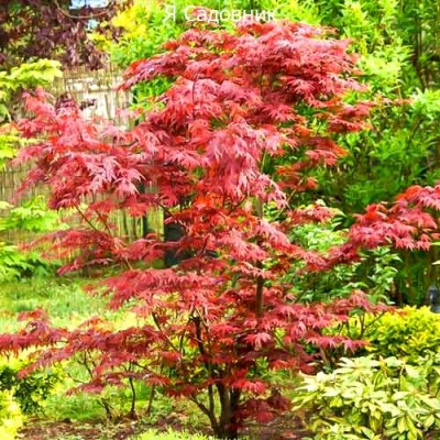 Саженец Клена "Бени Майко" Саженец Клена "Бени Майко"