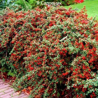 Саженец Кизильника "Вариегатус" Саженец Кизильника "Вариегатус"