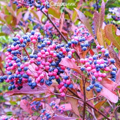 Саженец Калины "Пинк Бьюти" Саженец Калины "Пинк Бьюти"