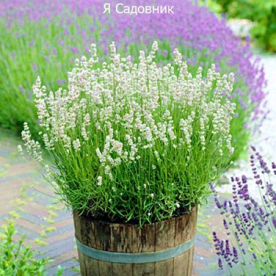 Саженец Лаванды "Эллеганс Айс" Саженец Лаванды "Эллеганс Айс"