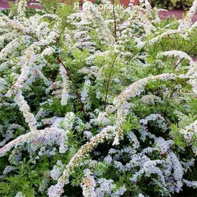 Саженец Спиреи "Вайт Карпет" Саженец Спиреи "Вайт Карпет"