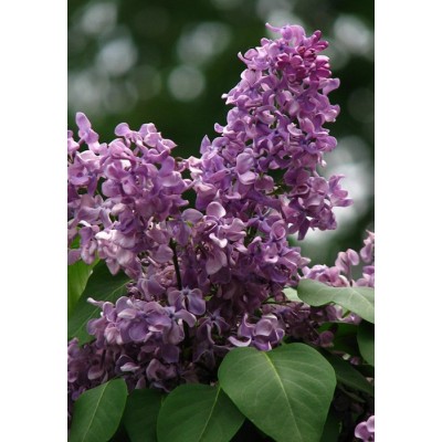 Саженец Сирени "Алексей Мересьев" Саженец Сирени "Алексей Мересьев"