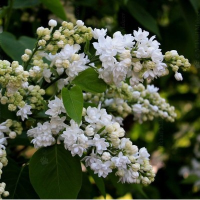 Саженец Сирени "Защитникам Бреста" Саженец Сирени "Защитникам Бреста"