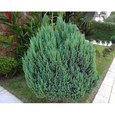 Саженец Можжевельника "Стрикта" Саженец Можжевельника "Стрикта"