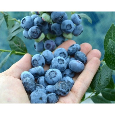 Саженец Голубики "Чандлер" Саженец Голубики "Чандлер"