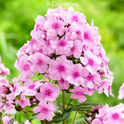 Саженец Флоксов "Бриджит Айс" Саженец Флоксов "Бриджит Айс"