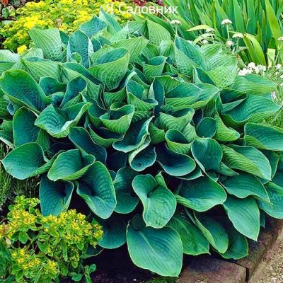 Саженец Хост "Элеганс" Саженец Хост "Элеганс"