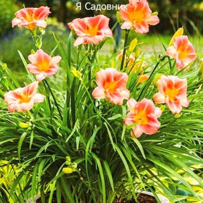 Саженец Лилейников "Бронз" Саженец Лилейников "Бронз"