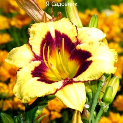 Саженец Лилейников "Калико Джек" Саженец Лилейников "Калико Джек"