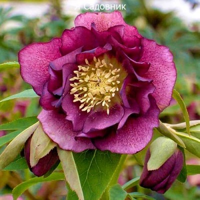 Саженец Морозника "Эллен Ред" Саженец Морозника "Эллен Ред"