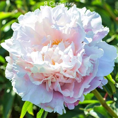 Пионы "Гардения" Пионы "Гардения"