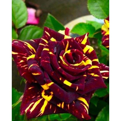 Саженец Чайно-Гибридных Роз "Абракадабра" Саженец Чайно-Гибридных Роз "Абракадабра"