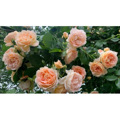 Саженец Плетистых Роз "Амаретто" Саженец Плетистых Роз "Амаретто"