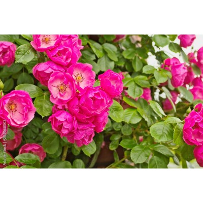 Саженец Роз Флорибунда "Ангела" Саженец Роз Флорибунда "Ангела"