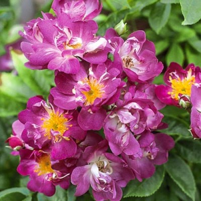 Саженец Плетистых Роз "Вейченблау" Саженец Плетистых Роз "Вейченблау"