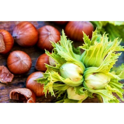 Саженец фундука "Вебба Ценный" Саженец фундука "Вебба Ценный"