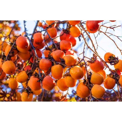 Саженец хурмы "Звездочка" Саженец хурмы "Звездочка"