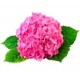 Саженцы Гортензии от питомника в Ленинске-Кузнецком