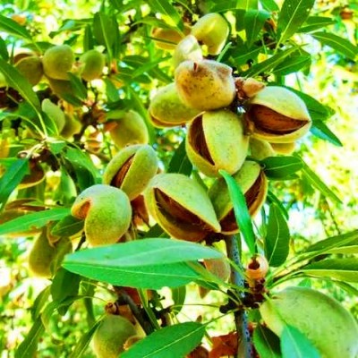 Саженец миндаля "Первоклассный" Саженец миндаля "Первоклассный"