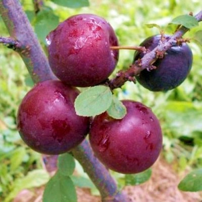 Саженец сливы "Вилора" Саженец сливы "Вилора"