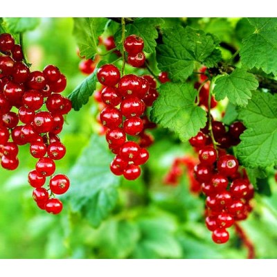 Саженец смородины красной "Ненаглядная" Саженец смородины красной "Ненаглядная"