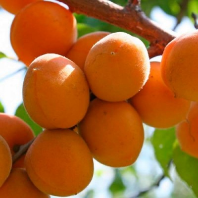 Саженец абрикоса "Цар Бибер" Саженец абрикоса "Цар Бибер"