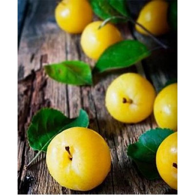 Саженец алычи "Сонейка" Саженец алычи "Сонейка"