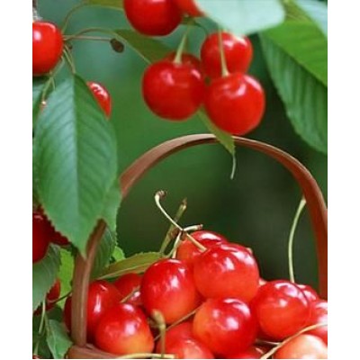 Саженец черешни "Аэлита" Саженец черешни "Аэлита"