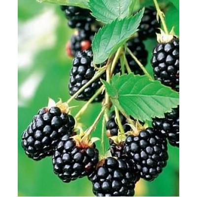 Саженец ежевики "Вождь Джозеф" Саженец ежевики "Вождь Джозеф"