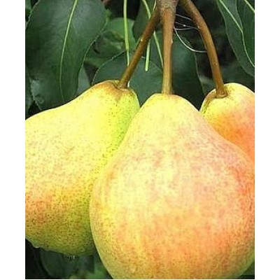 Саженец груши "Ильинка" Саженец груши "Ильинка"