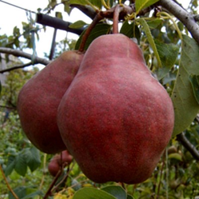 Саженец груши "Вильямс Красный" Саженец груши "Вильямс Красный"