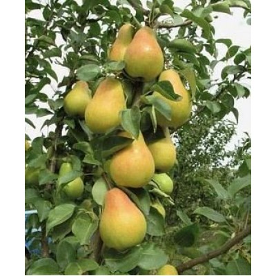 Саженец груши колоновидной "Г-2" (осенняя) Саженец груши колоновидной "Г-2" (осенняя)