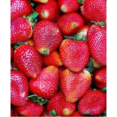 Рассада клубники "Анита" Рассада клубники "Анита"