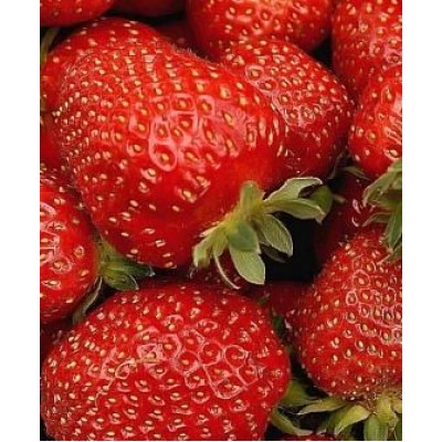 Рассада клубники "Веселка" Рассада клубники "Веселка"