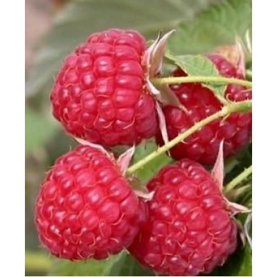 Саженец малины "Феникс" Саженец малины "Феникс"