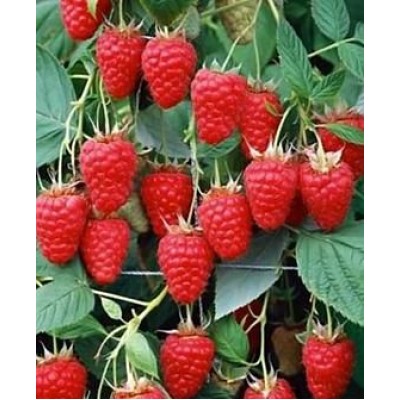 Саженец малины "Туламин" Саженец малины "Туламин"