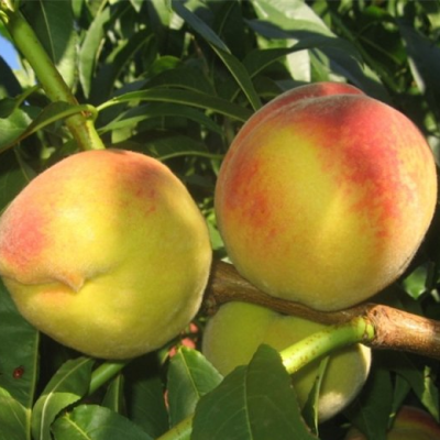 Саженец персика "Сидоренко" Саженец персика "Сидоренко"