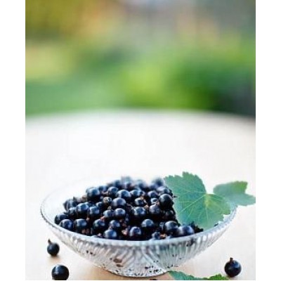 Саженец смородины черной "Бен Конан" Саженец смородины черной "Бен Конан"