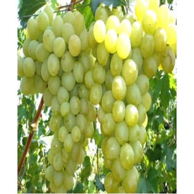 Саженец винограда "Антоний Великий" Саженец винограда "Антоний Великий"