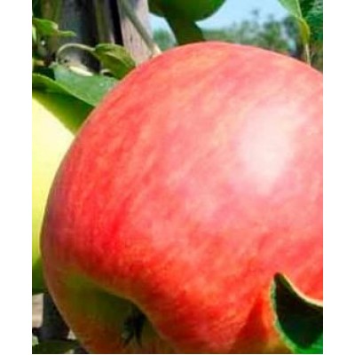 Саженец яблони "Апачи" Саженец яблони "Апачи"