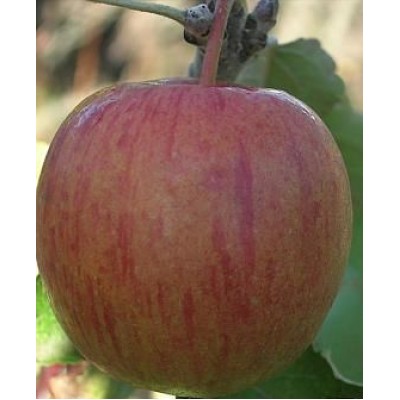 Саженец яблони "Бребурн" Саженец яблони "Бребурн"