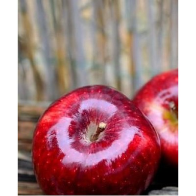 Саженец яблони "Розела" Саженец яблони "Розела"